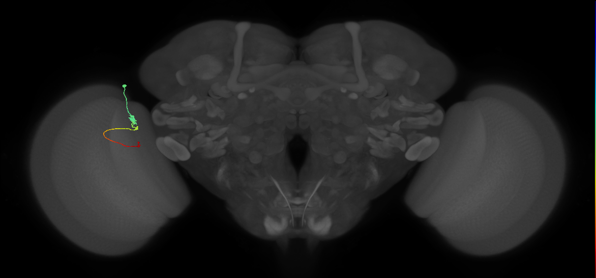 Tm2_L (MaleCNS:139862)