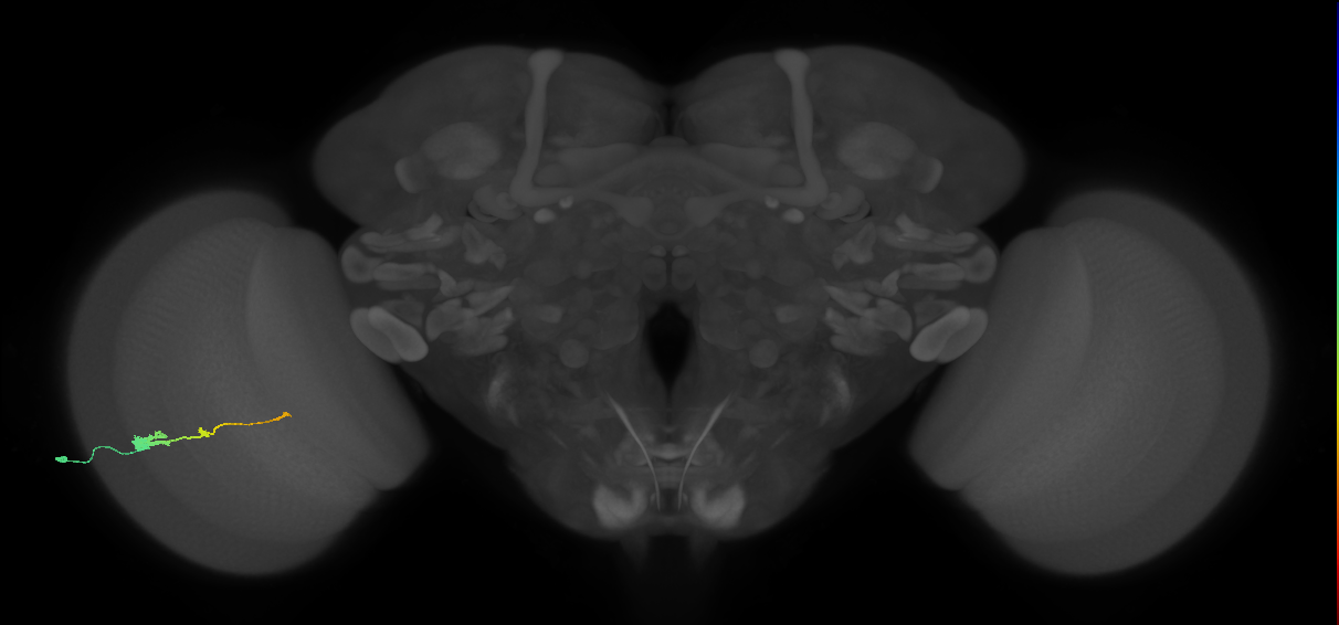 Tm2_L (MaleCNS:539744)
