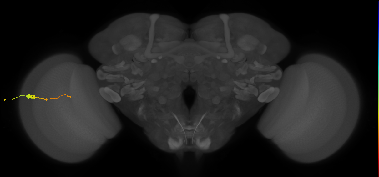 Tm2_L (MaleCNS:61144)