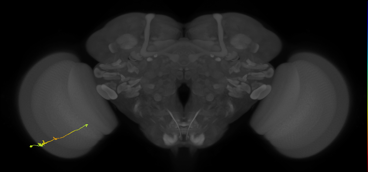 Tm2_L (MaleCNS:54034)