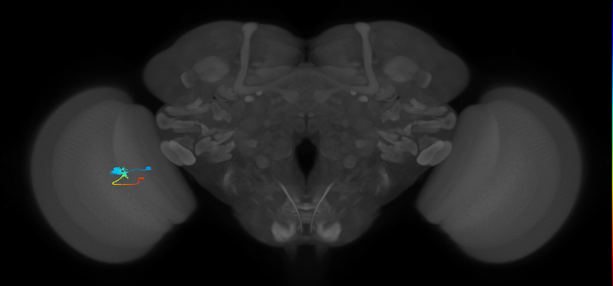 Tm2_L (MaleCNS:52036)
