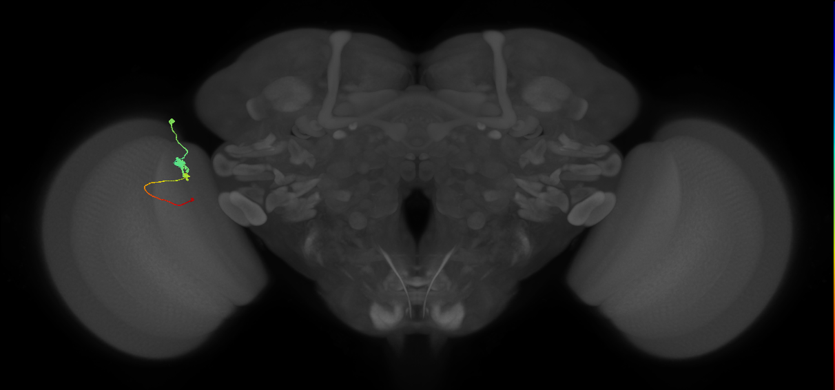 Tm2_L (MaleCNS:120276)