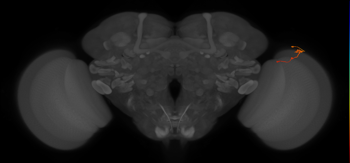 Tm2_R (MaleCNS:93747)