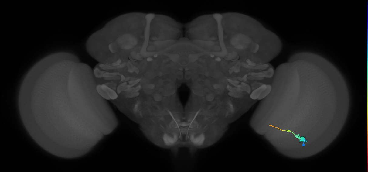 Tm2_R (MaleCNS:49510)