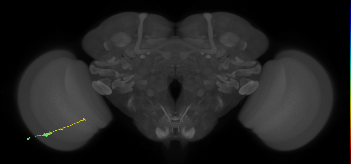 Tm2_L (MaleCNS:47362)