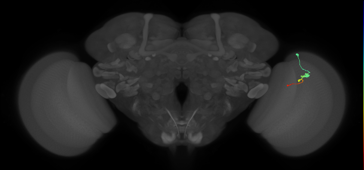 Tm2_R (MaleCNS:61188)