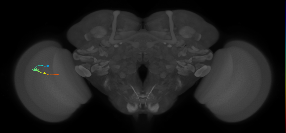 Tm2_L (MaleCNS:529622)