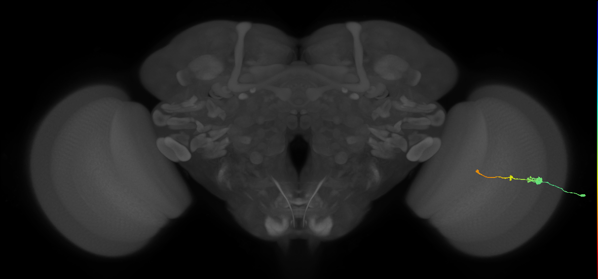 Tm2_R (MaleCNS:79854)
