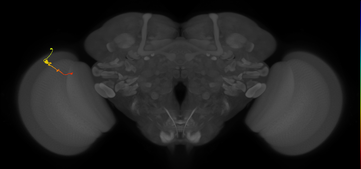Tm2_L (MaleCNS:66204)