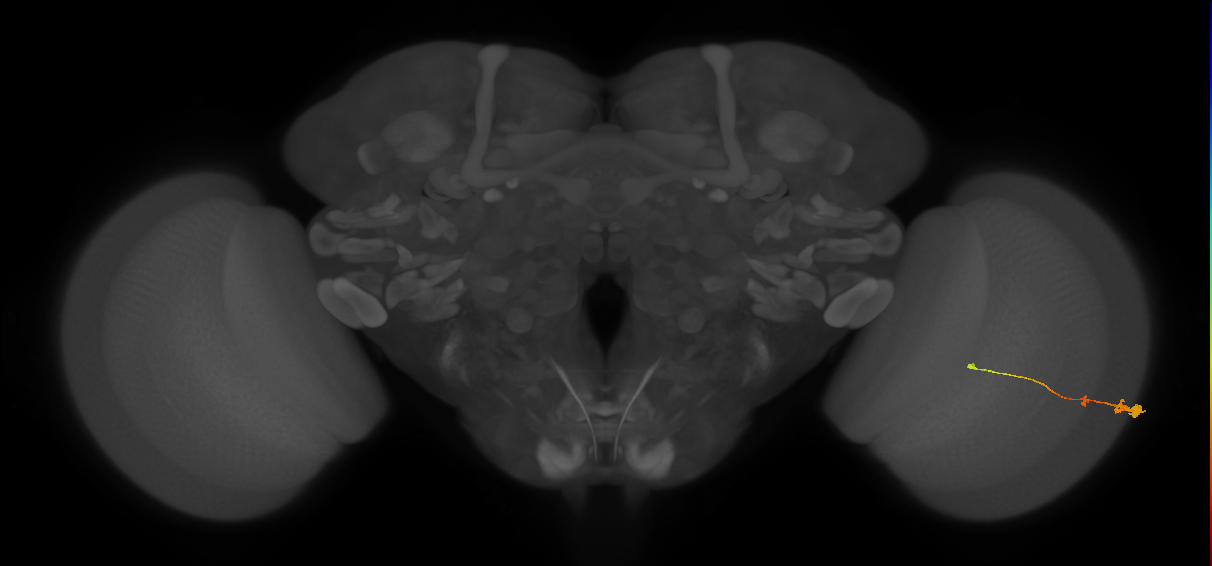 Tm2_R (MaleCNS:55343)