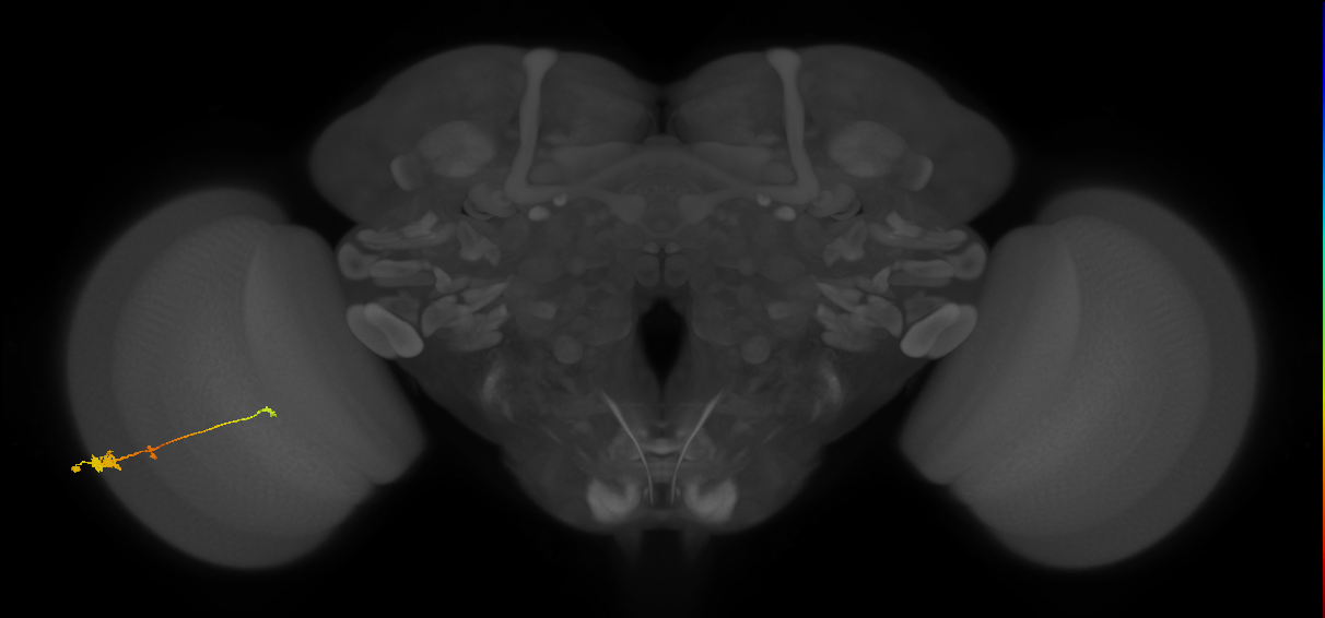 Tm2_L (MaleCNS:48917)