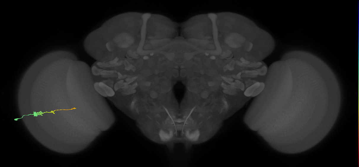 Tm2_L (MaleCNS:522318)