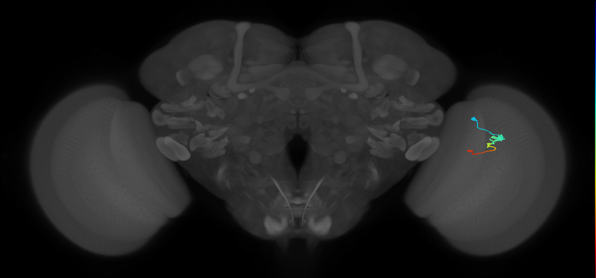 Tm2_R (MaleCNS:62512)
