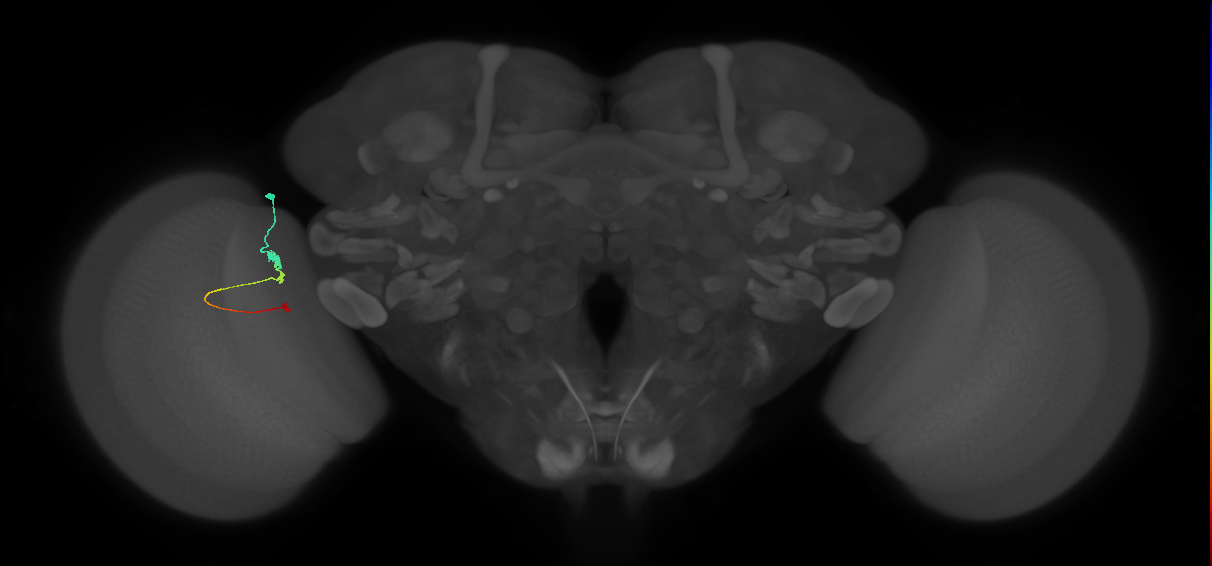 Tm2_L (MaleCNS:115777)
