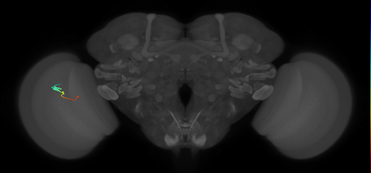 Tm2_L (MaleCNS:514214)