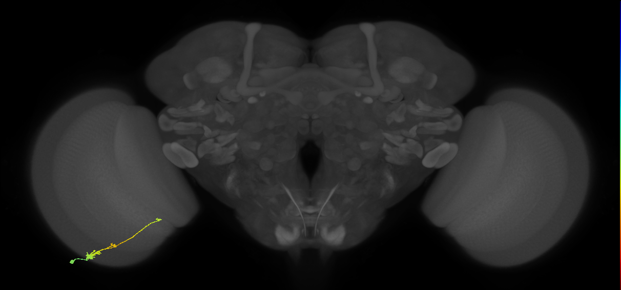Tm2_L (MaleCNS:519832)