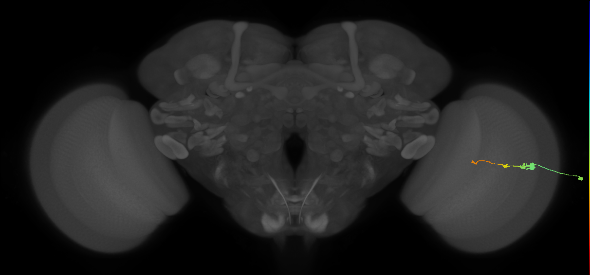 Tm2_R (MaleCNS:76020)