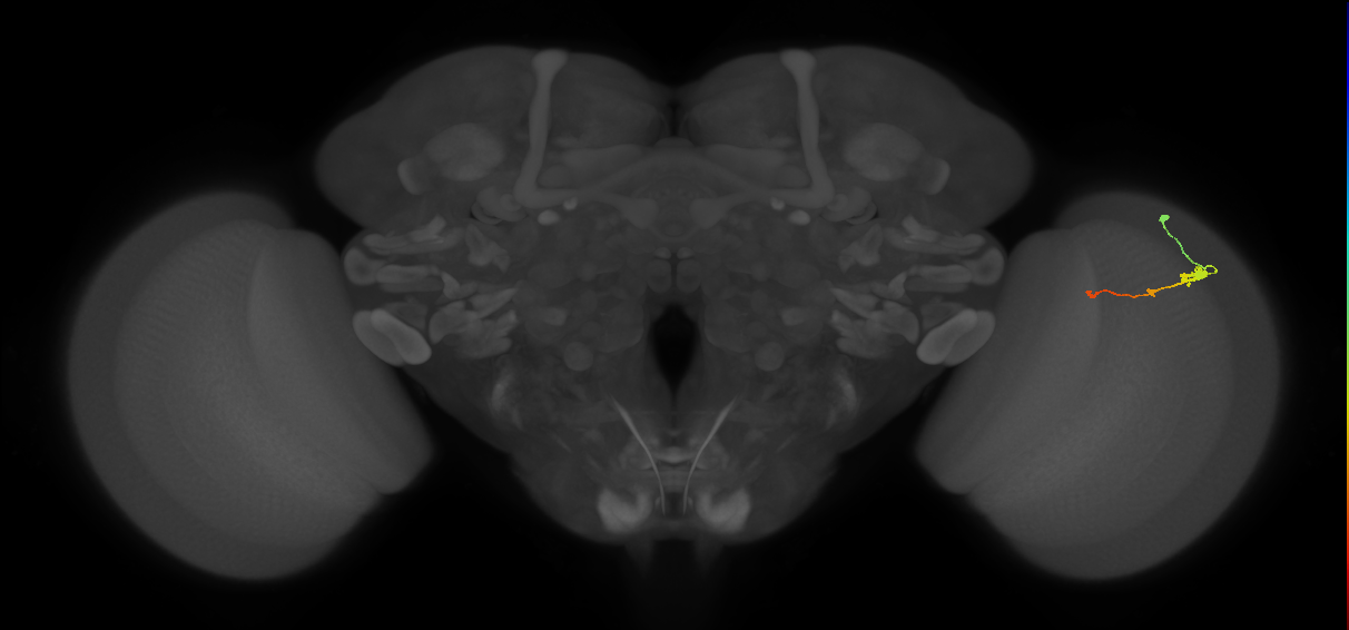 Tm2_R (MaleCNS:60952)