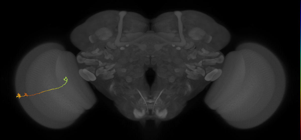 Tm20_L (MaleCNS:294321)