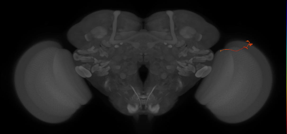 Tm20_R (MaleCNS:211007)