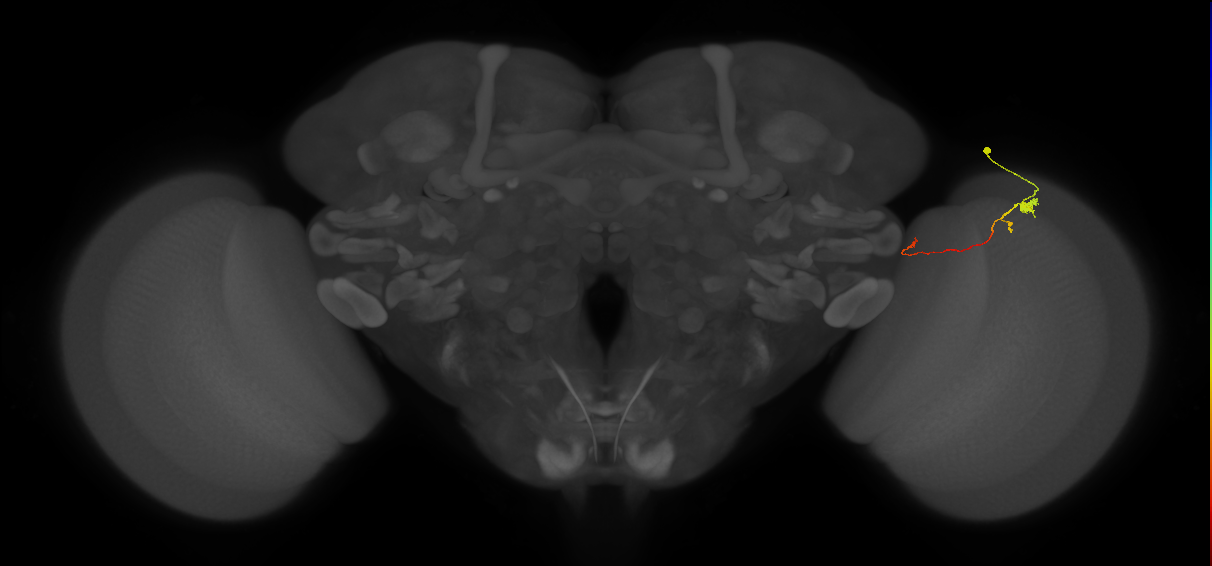 Tm20_R (MaleCNS:125423)