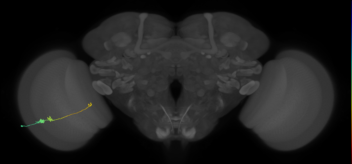 Tm20_L (MaleCNS:109625)