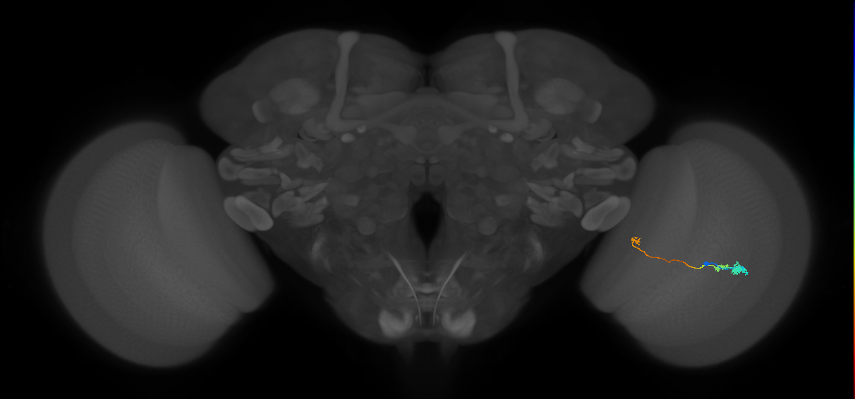 Tm20_R (MaleCNS:89516)