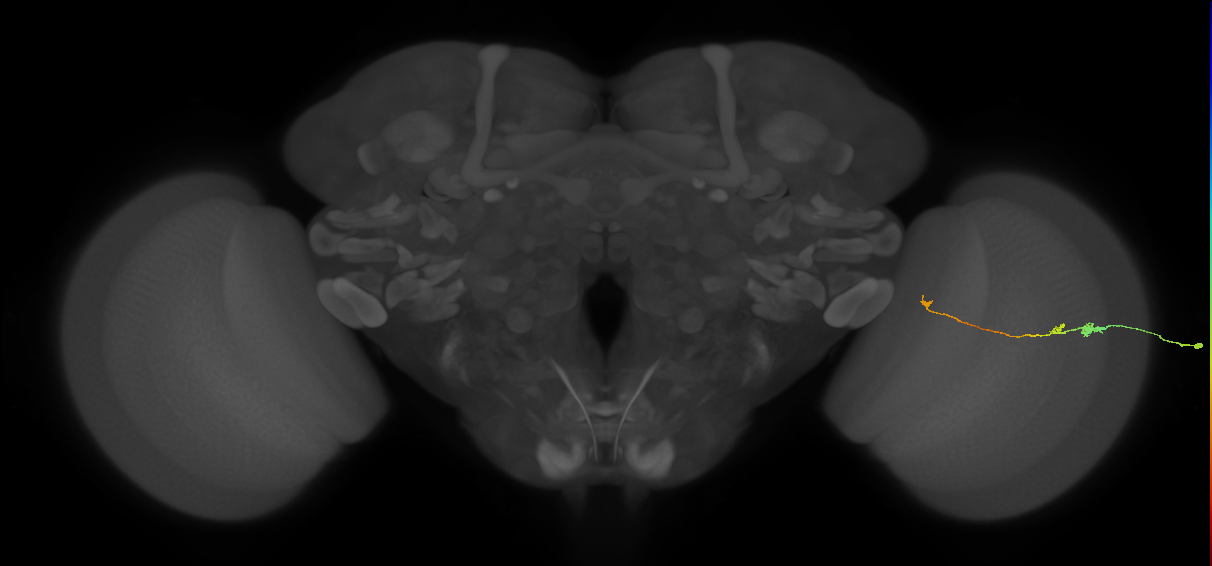 Tm20_R (MaleCNS:163113)