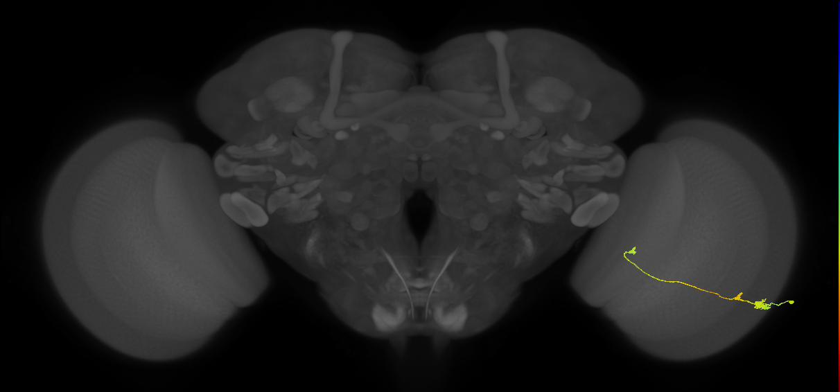 Tm20_R (MaleCNS:83524)