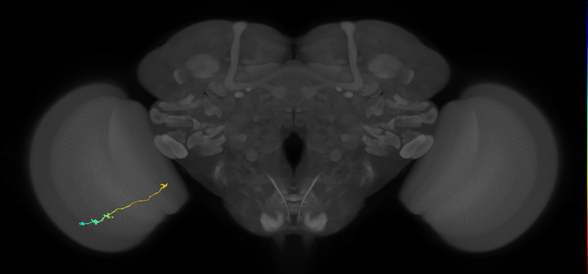 Tm20_L (MaleCNS:103053)