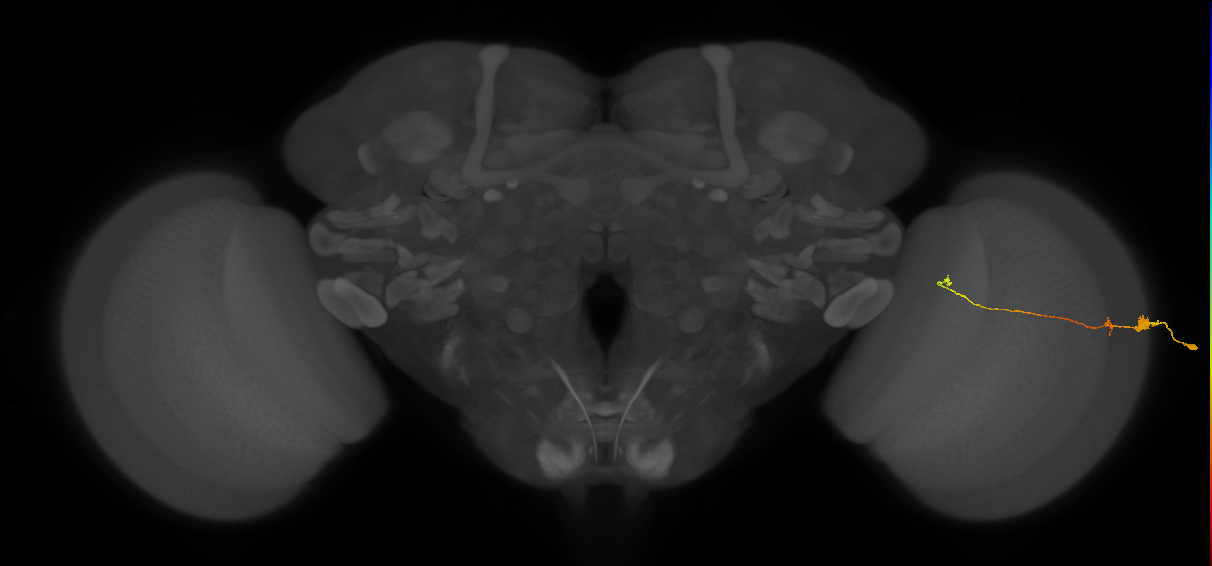 Tm20_R (MaleCNS:96843)
