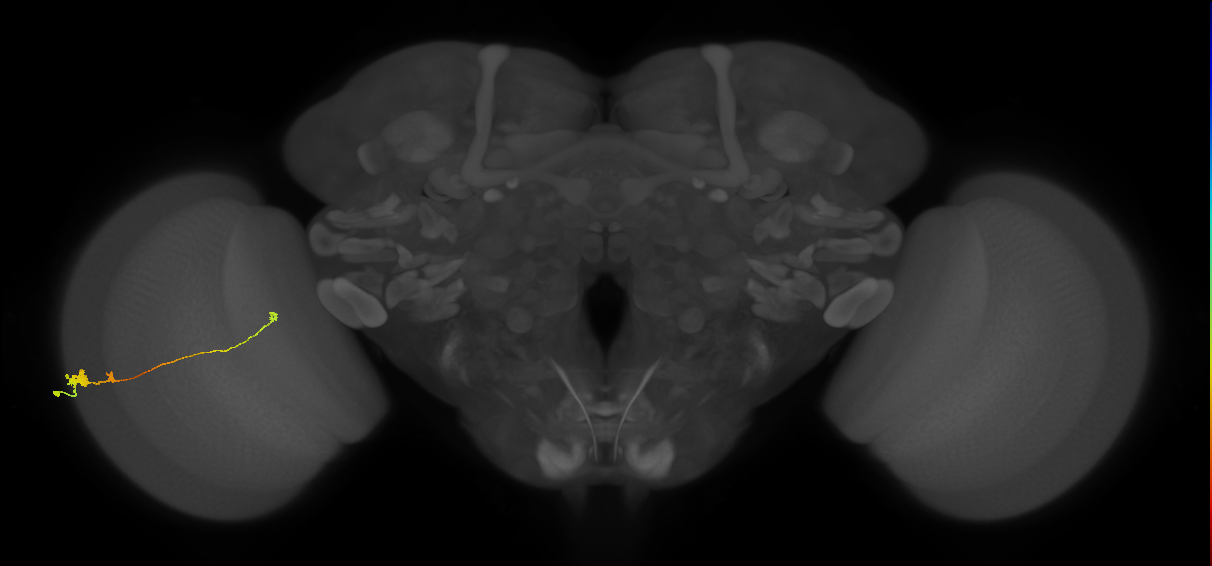 Tm20_L (MaleCNS:526966)