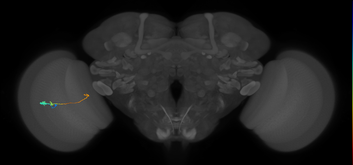Tm20_L (MaleCNS:148731)