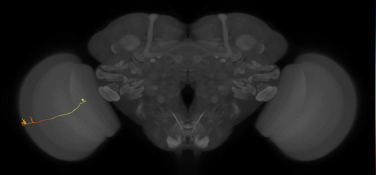 Tm20_L (MaleCNS:242359)