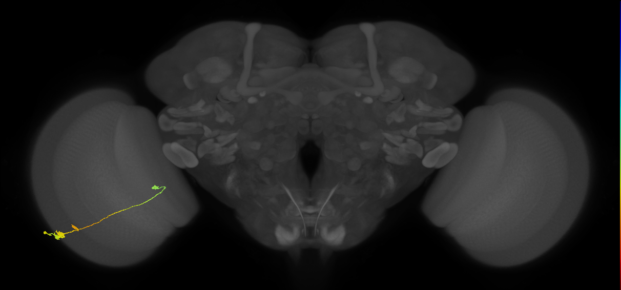 Tm20_L (MaleCNS:86070)