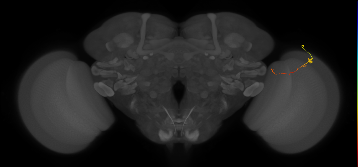 Tm20_R (MaleCNS:120840)