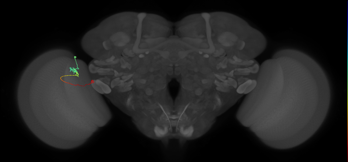 Tm20_L (MaleCNS:141085)