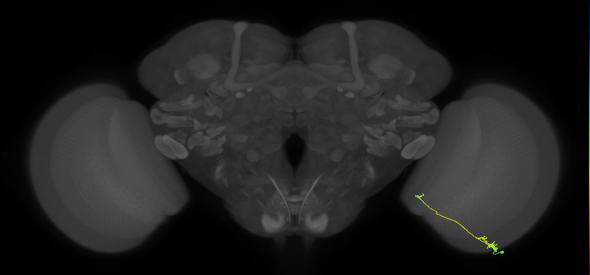 Tm20_R (MaleCNS:99388)
