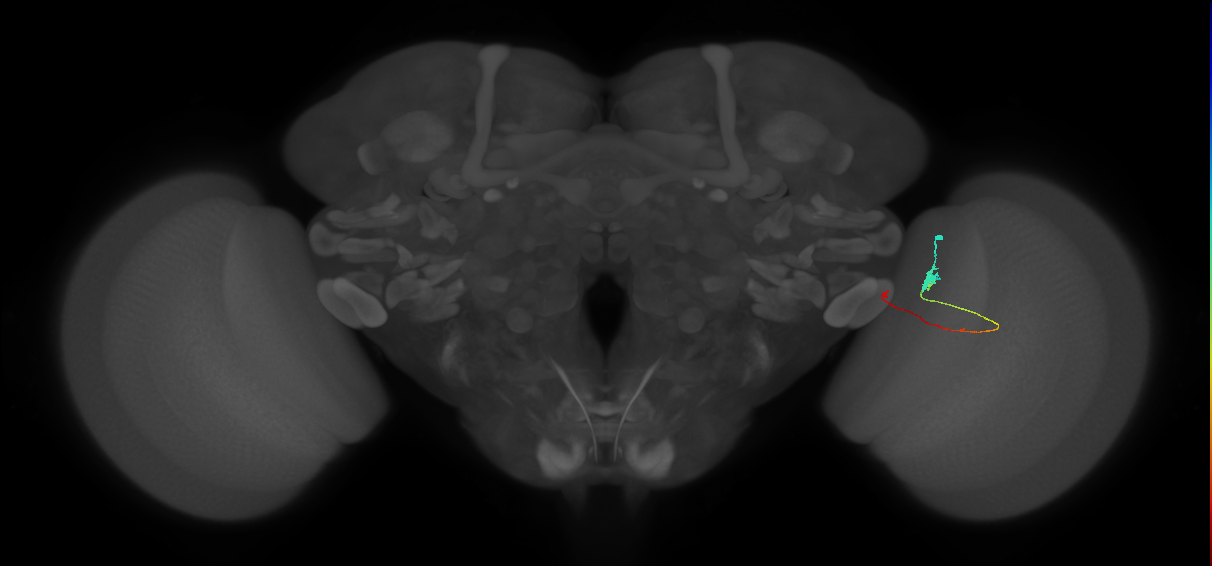 Tm20_R (MaleCNS:132705)