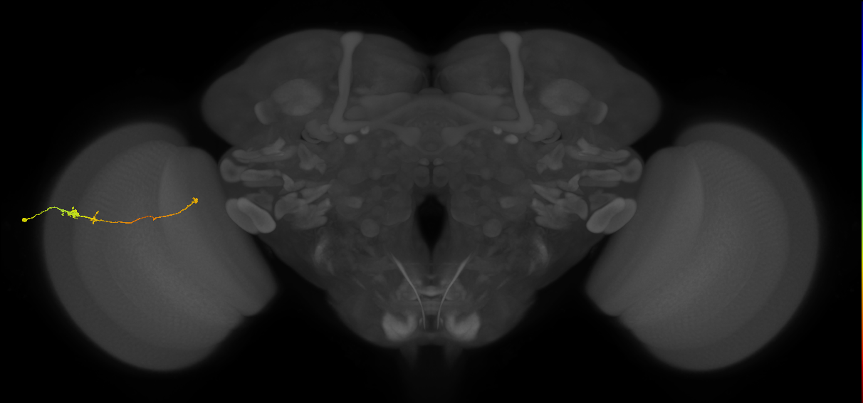 Tm20_L (MaleCNS:121685)