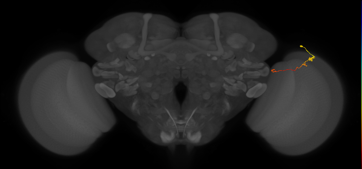 Tm20_R (MaleCNS:123192)