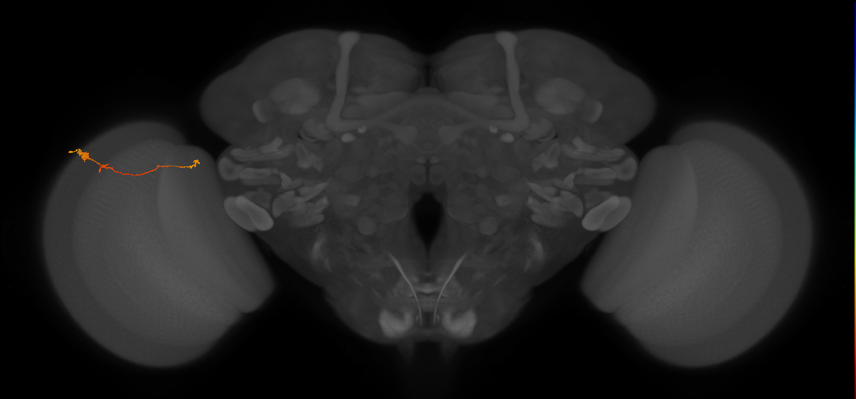 Tm20_L (MaleCNS:175778)