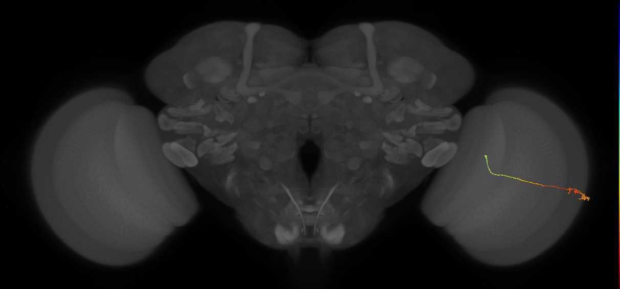 Tm20_R (MaleCNS:143734)