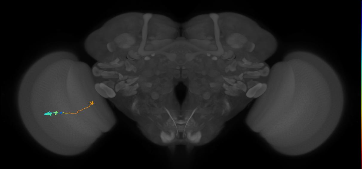 Tm20_L (MaleCNS:541588)