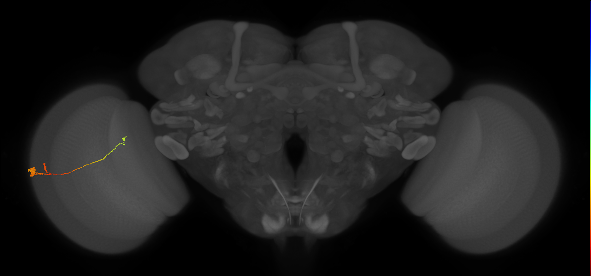Tm20_L (MaleCNS:552552)