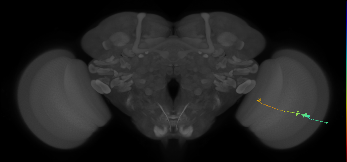 Tm20_R (MaleCNS:80908)