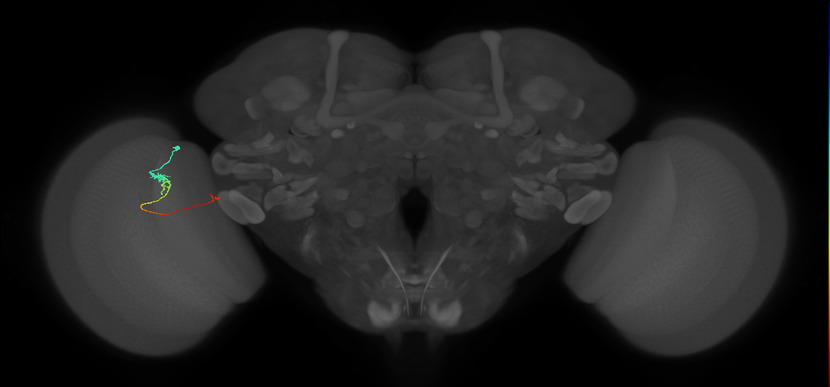 Tm20_L (MaleCNS:550251)