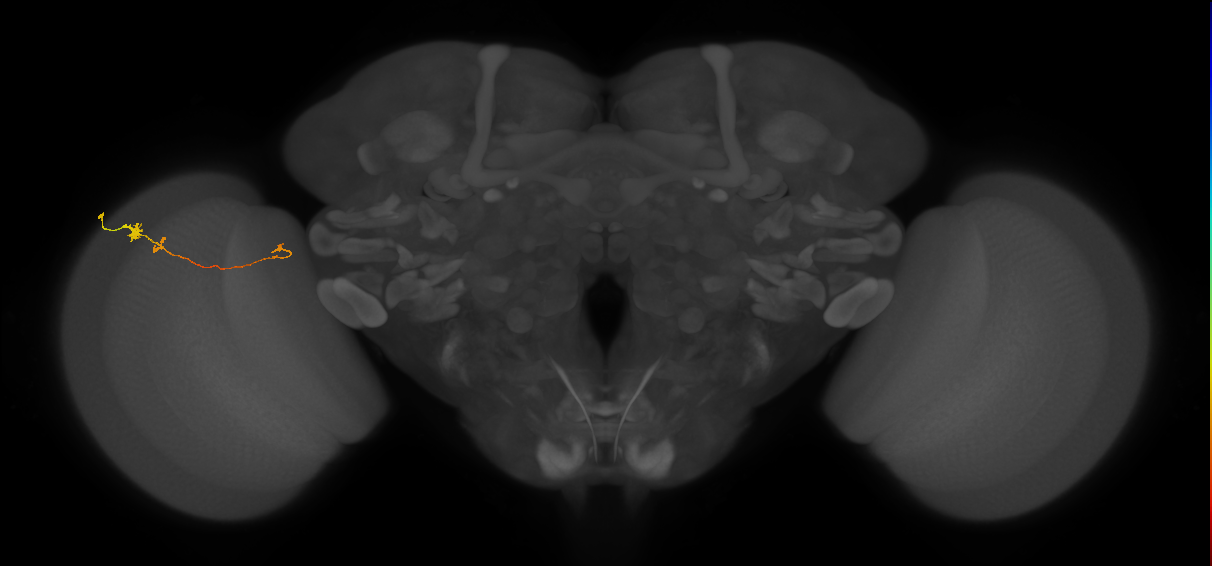 Tm20_L (MaleCNS:126492)