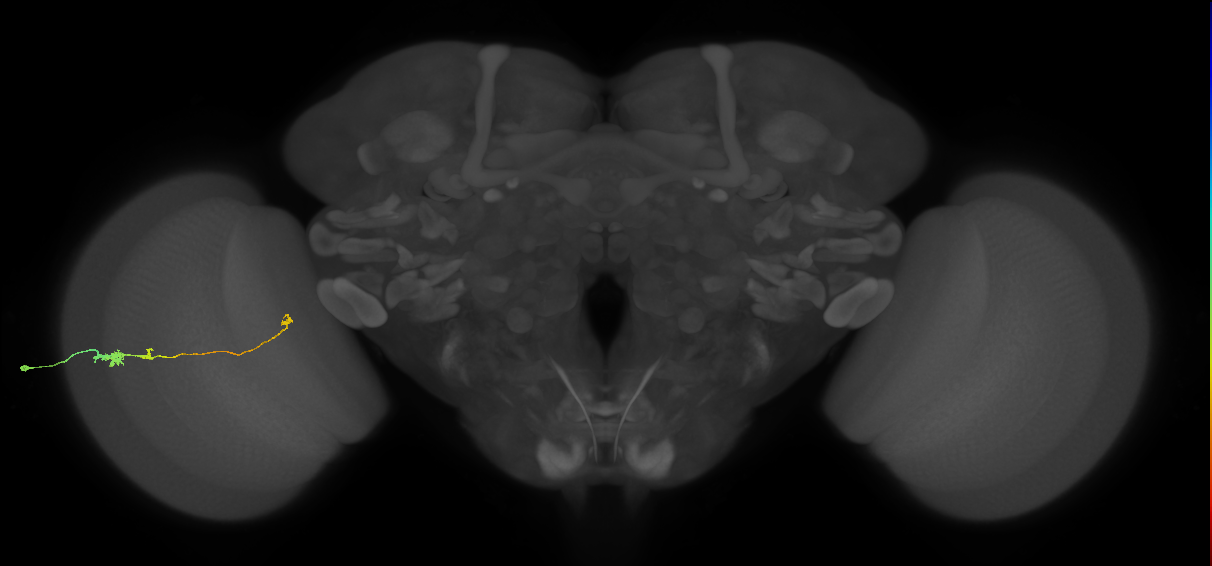 Tm20_L (MaleCNS:91230)