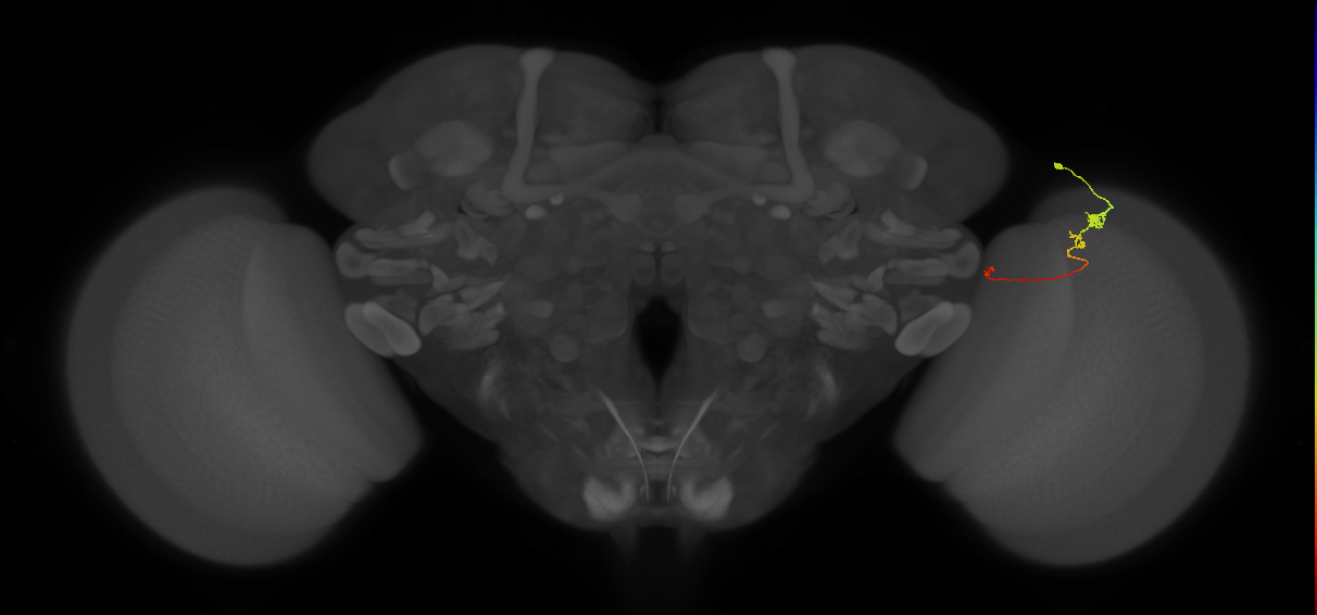 Tm20_R (MaleCNS:122284)